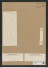 Rhizosolenia hebetata Bail. (de-Toni-Nr.: Genus 114, Species 3310) Zeichnungen Sammlung Grunow Nr. 6697 (NHMW-BOT-W0375498)